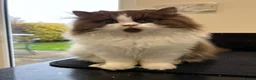 British Longhair cats for stud: Chocolate & White Bicolour British Longhair Stud - Advert 1