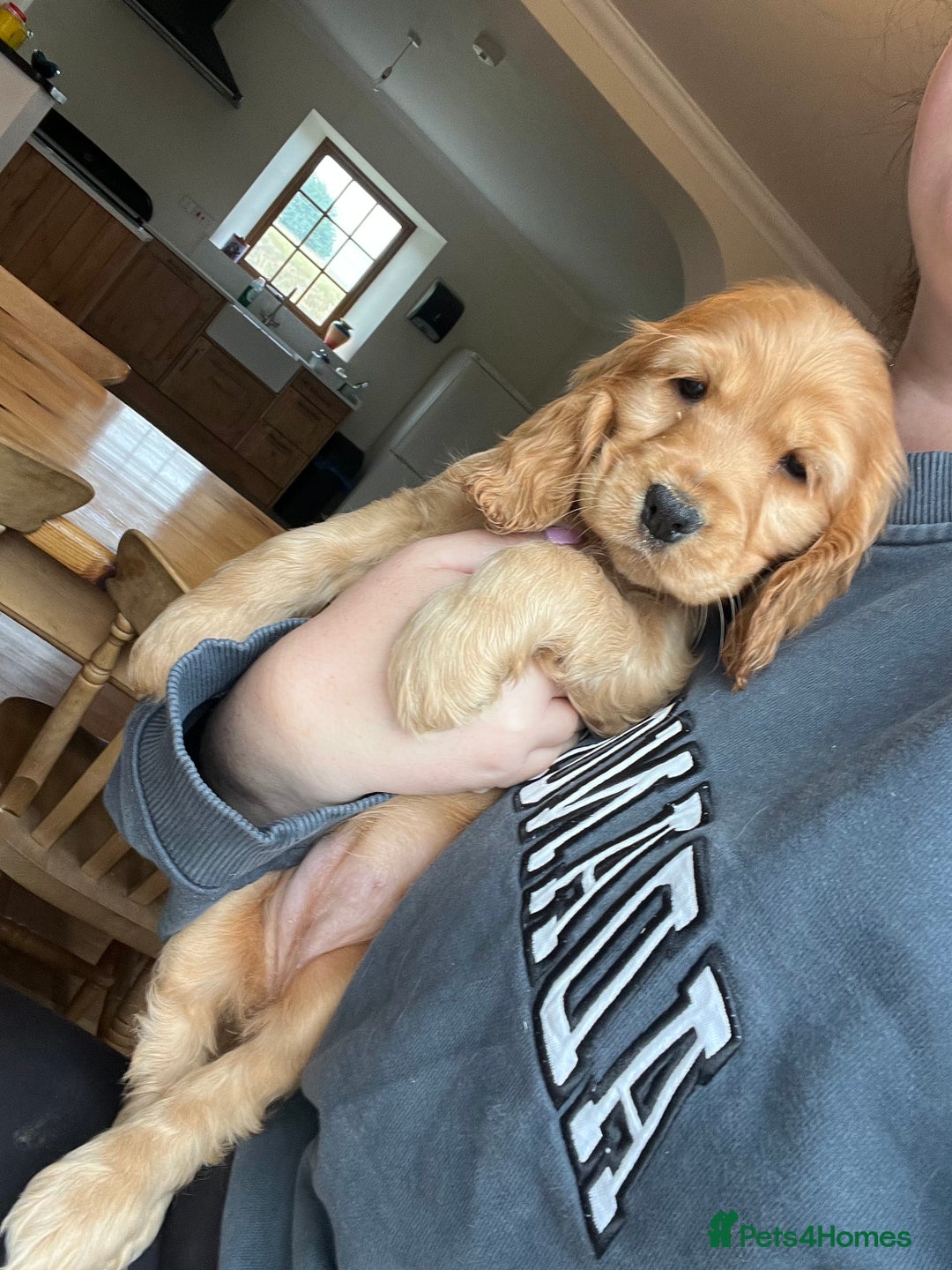 Cocker Spaniel dogs for sale: KC Health tested show type cocker spaniel puppies - Image 8