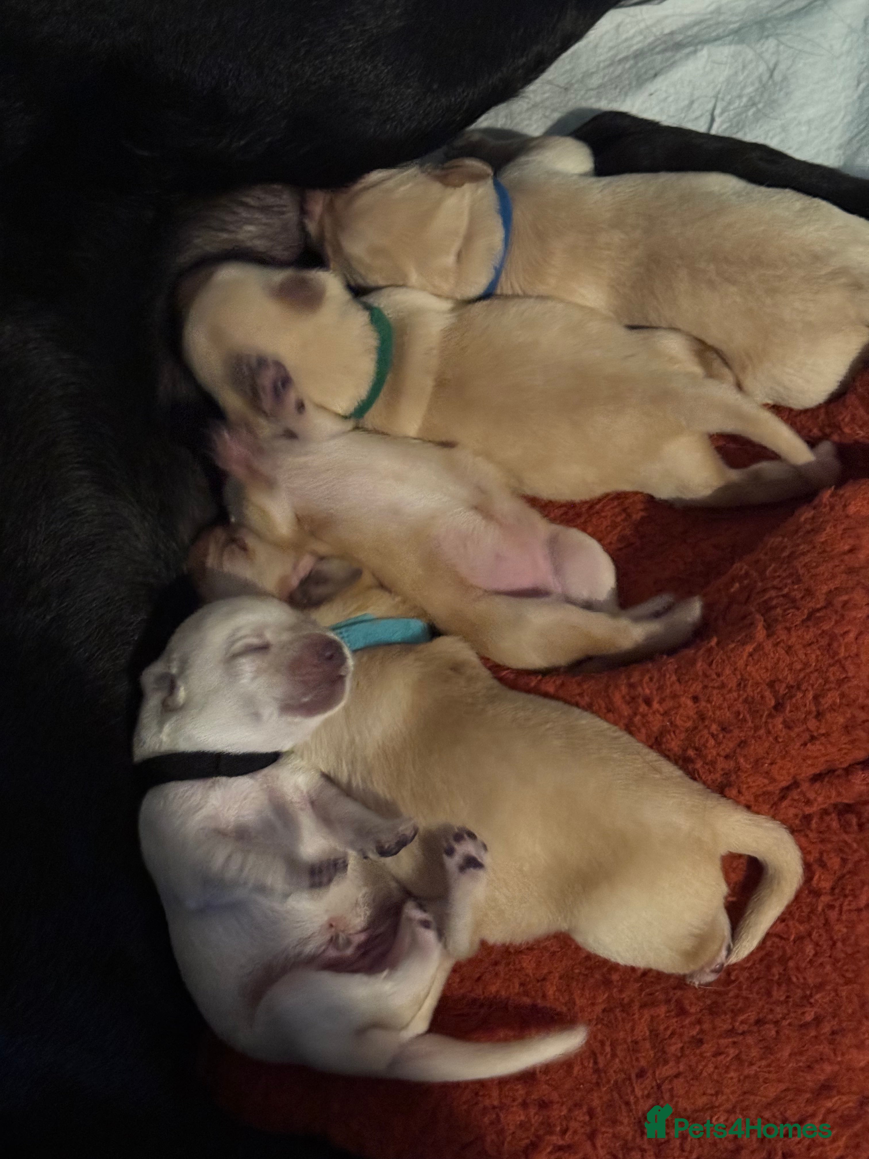 Labrador Retriever dogs 6 Sweet Labrador Puppies  - Advert 16