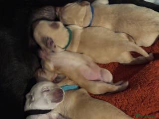 Labrador Retriever dogs 💙💖Labrador Pups💙💖 - Advert 10