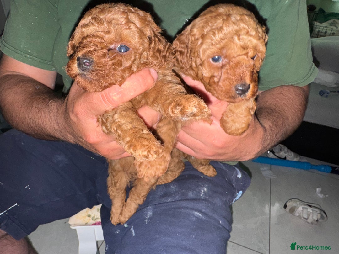 Toy Poodle dogs for sale: Dark red extra Tiny toy poodle puppies KC register - Image 11