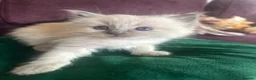 Ragdoll cats for sale: Pure blue point ragdoll kittens  - Advert 17