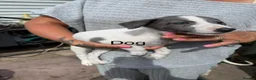 Whippet dogs for sale: Whippet Puppies  in Burntwood - Advert 10