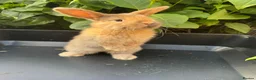 Harlequin rabbits for sale: Gorgeous harlequin mini lops - Advert 25