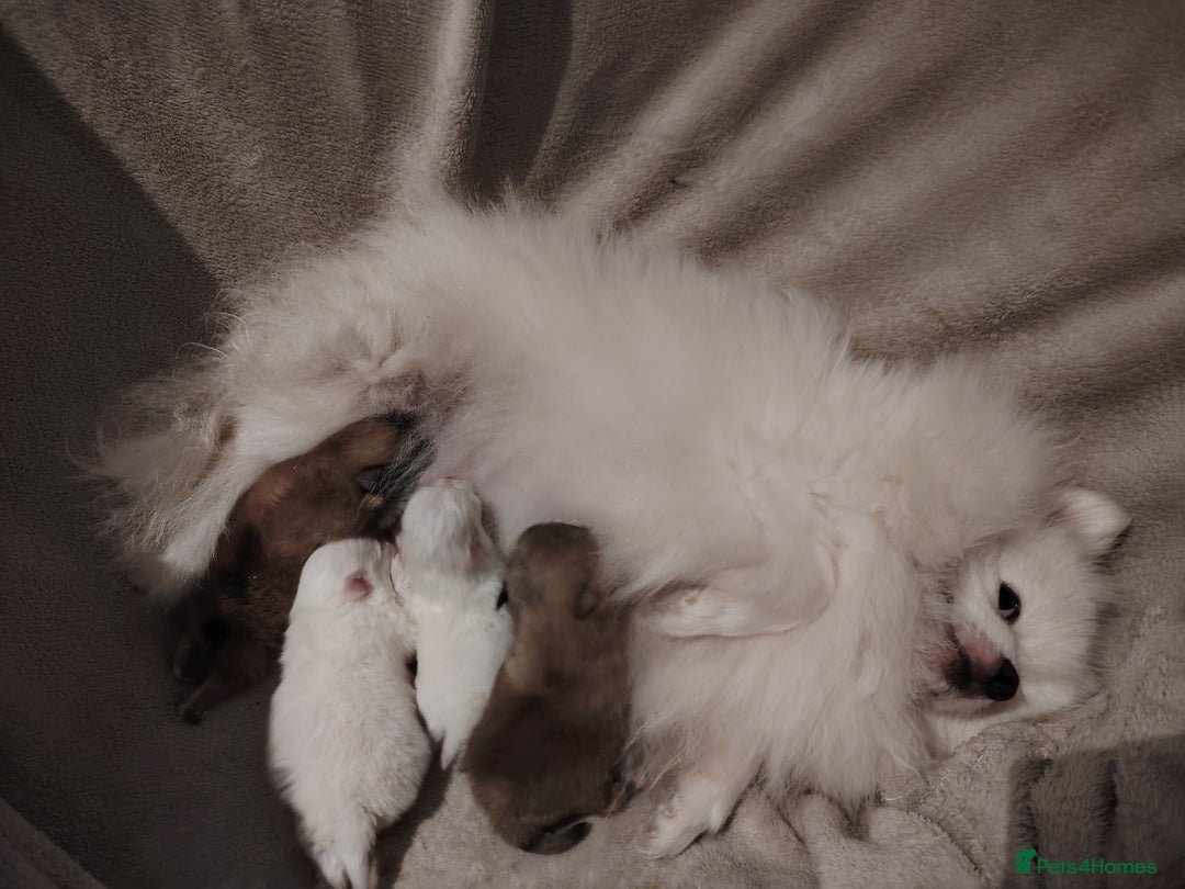 Pomeranian dogs for sale: Adorable mini Pomeranian ❤ - Advert 27