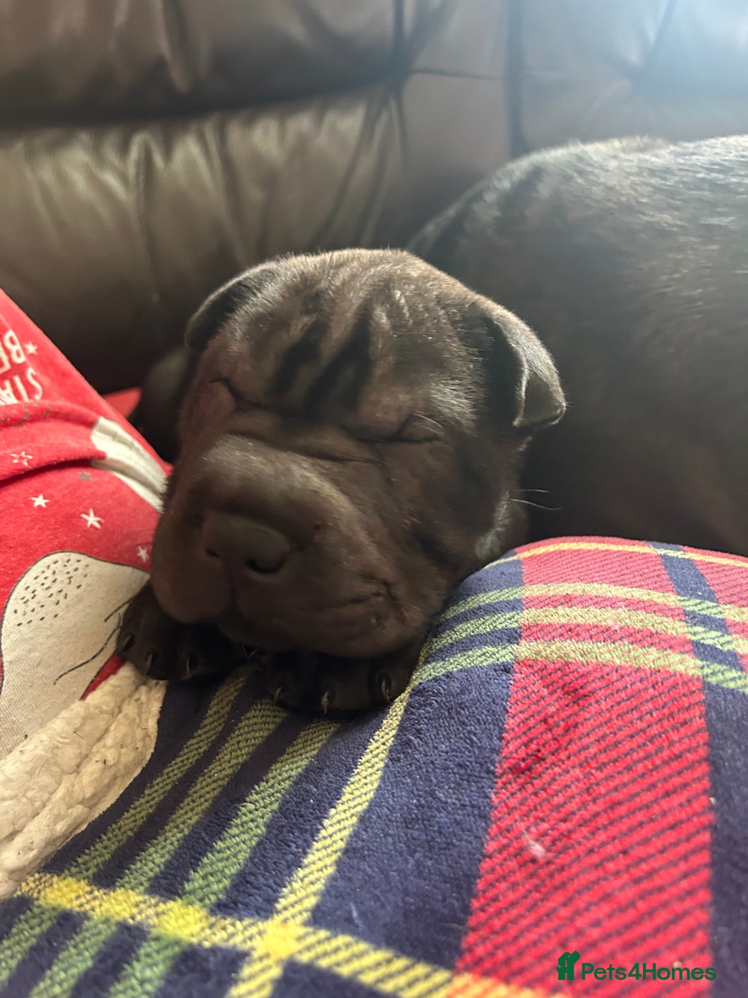 Shar Pei dogs for sale: 2 females 3 males Shar pei pups - Image 38