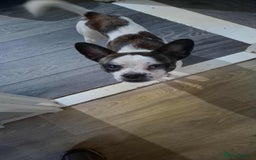Jug dogs for sale: Pug x jack russell  - Image 2
