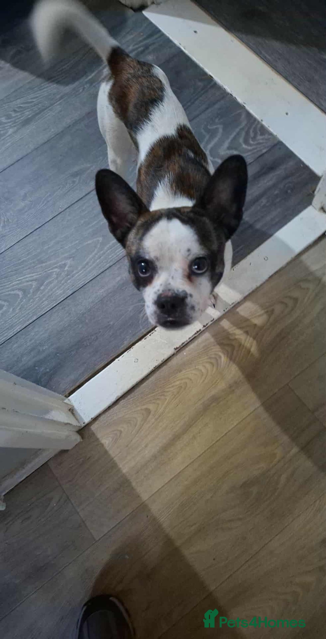 Jug dogs for sale: Pug x jack russell  - Image 2