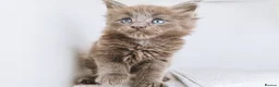Maine Coon cats for sale: Blue maine coon kittens -DNA health tested parents - Advert 16