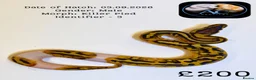 Python Snake reptiles for sale: Ball Pythons for Sale - Advert 5