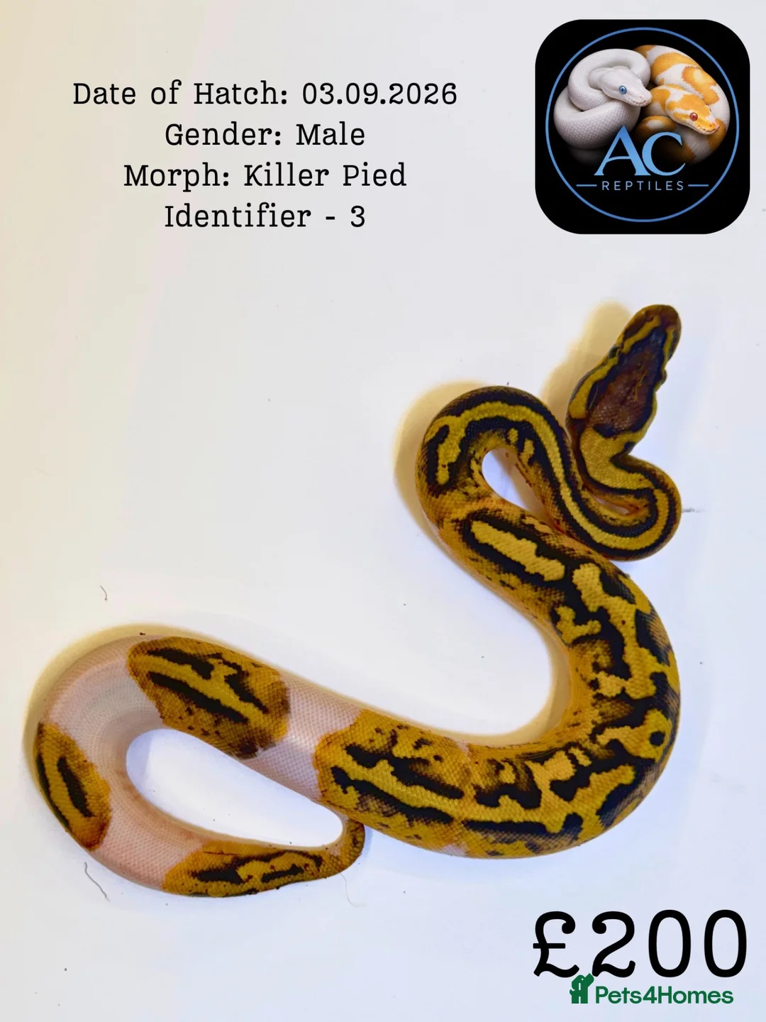 Python Snake reptiles for sale: Ball Pythons for Sale - Advert 5
