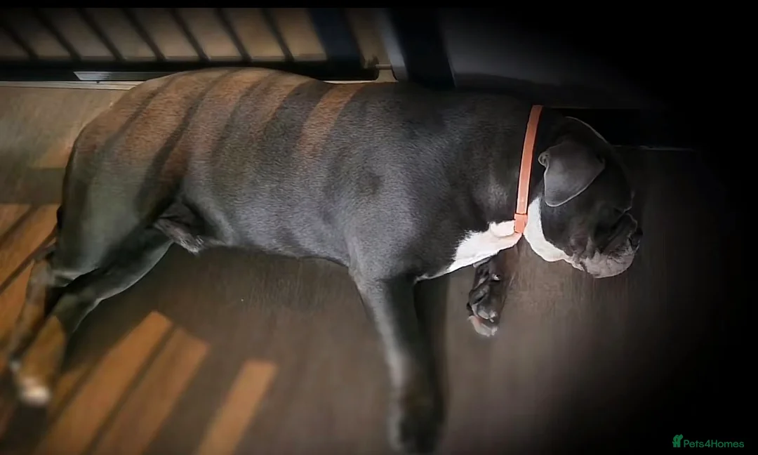 Olde English Bulldogge dogs for sale: Rodger~ new English bulldog - Advert 4