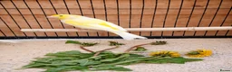 Canaries birds for sale: Beautiful male canaries for sale in Kettering - Advert 2