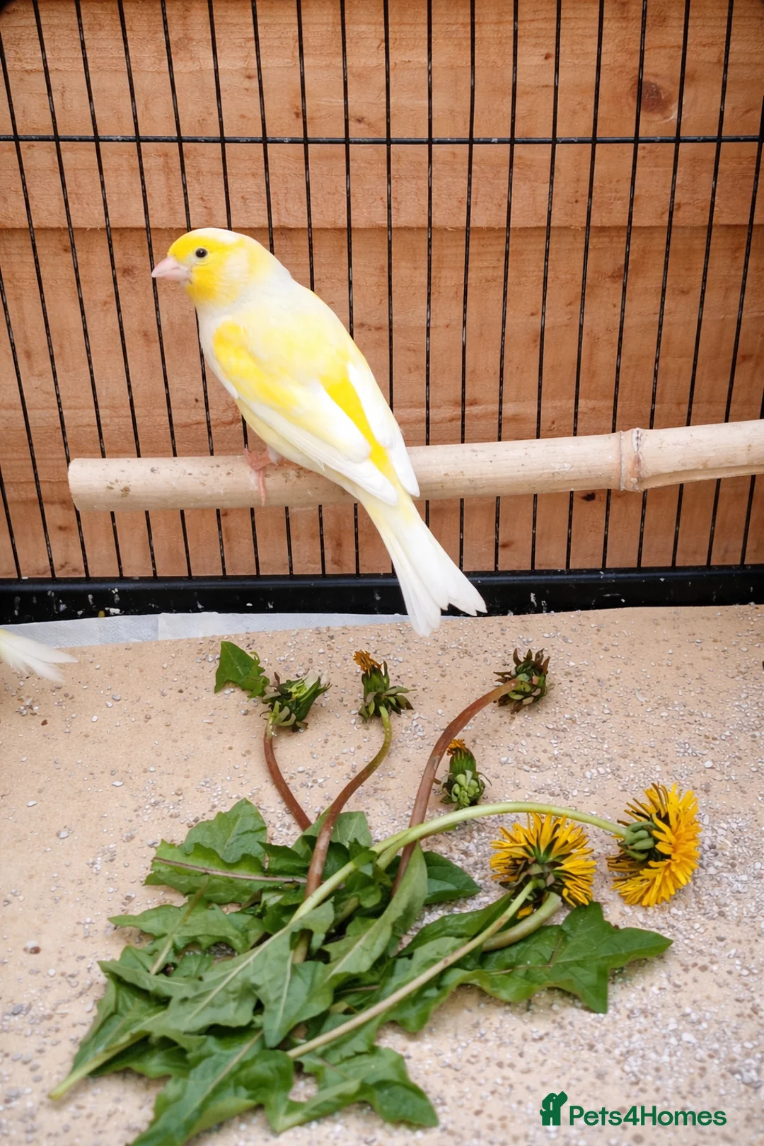 Canaries birds for sale: Beautiful male canaries for sale in Kettering - Advert 2