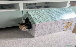 Mixed Breed cats for adoption: Meet Lucy & Lily – Looking for a Retirement Home - Image 3
