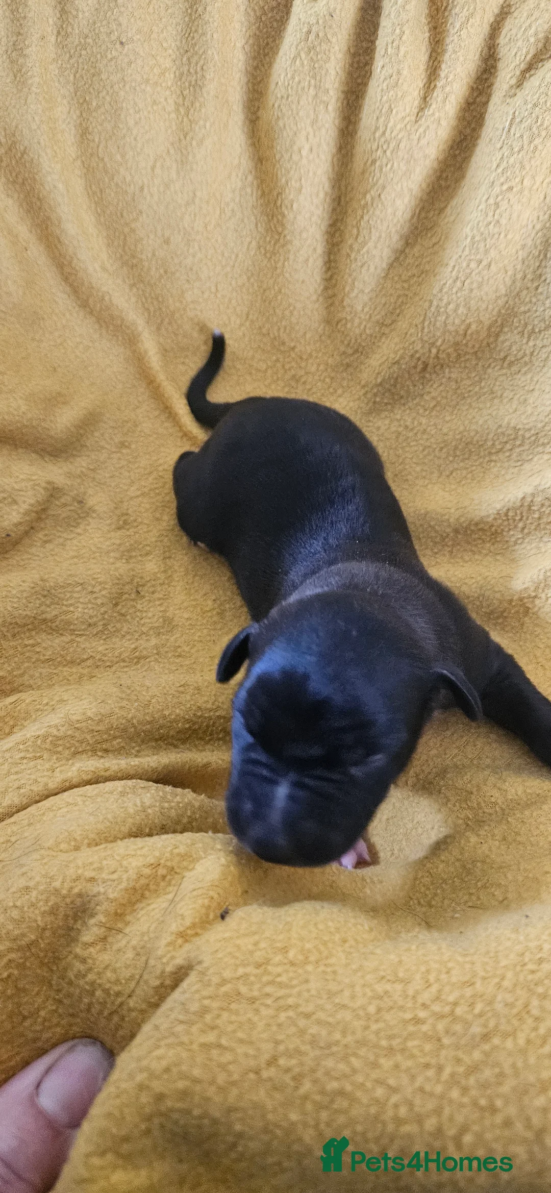 Whippet dogs for sale: KC HEALTH AND HEART TESTED WHIPPETS - Advert 37