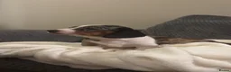 Miniature Dachshund dogs for sale: Beautiful Miniature Dachshund Puppies For Sale  - Advert 5
