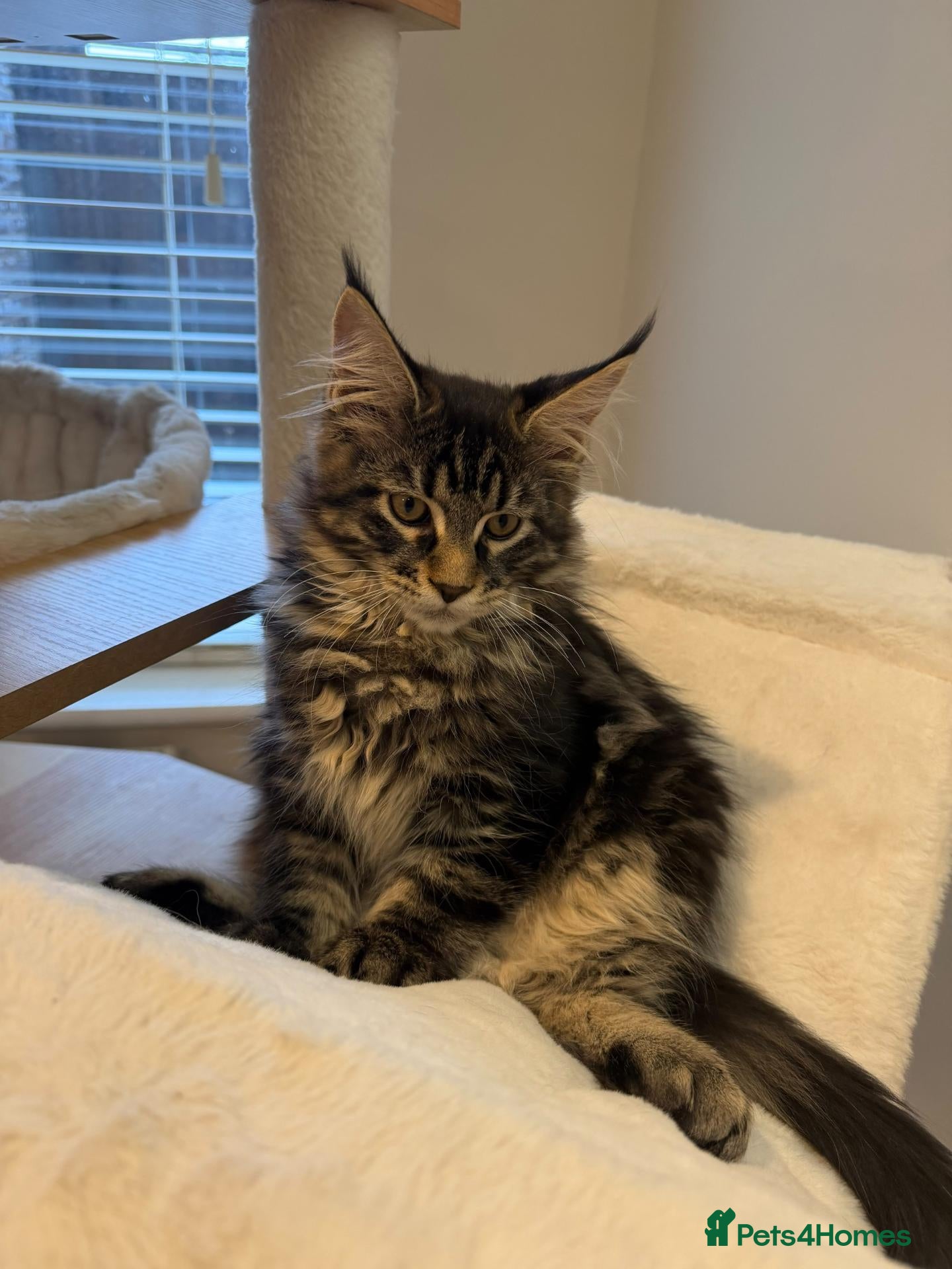 Maine Coon cats READY NOW last boy beautiful Maine Coon kittens - Advert 1