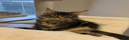 Maine Coon cats for sale: READY NOW last boy beautiful Maine Coon kittens - Advert 1