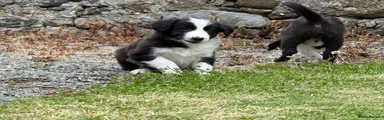 Border Collie 3