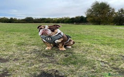 English Bulldog dogs for sale: English bulldog puppies due September 1st - Image 3