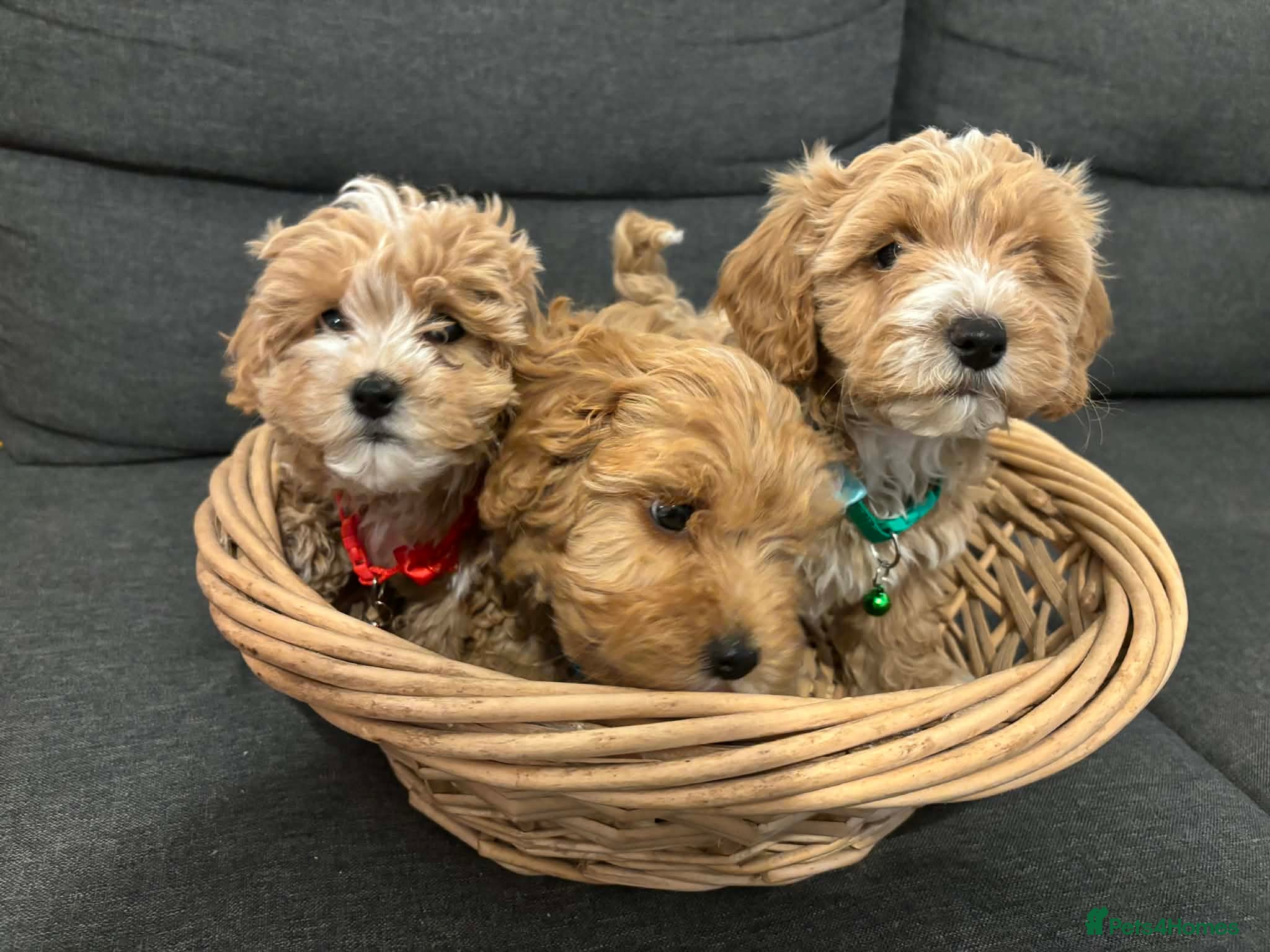 Havapoo dogs for sale:  READY TO GO afterTuesdayLovely havapoos,2Girls1Bo - Advert 1