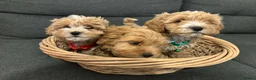 Havapoo dogs for sale:  READY TO GO afterTuesdayLovely havapoos,2Girls1Bo - Advert 1