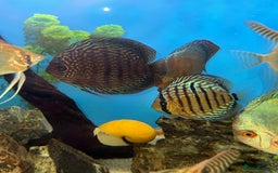 Discus fish for sale: 10 discus for sale due to house move - Advert 1