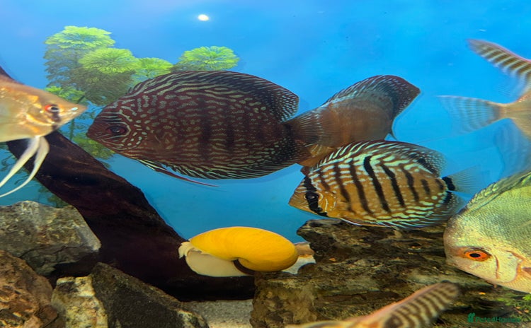 Discus fish - Advert 1