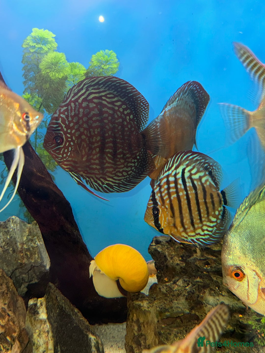 Discus fish for sale: 10 discus for sale due to house move - Advert 1