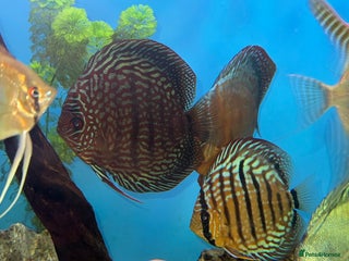 Discus fish - Advert 2