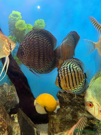 Discus fish - Advert 2