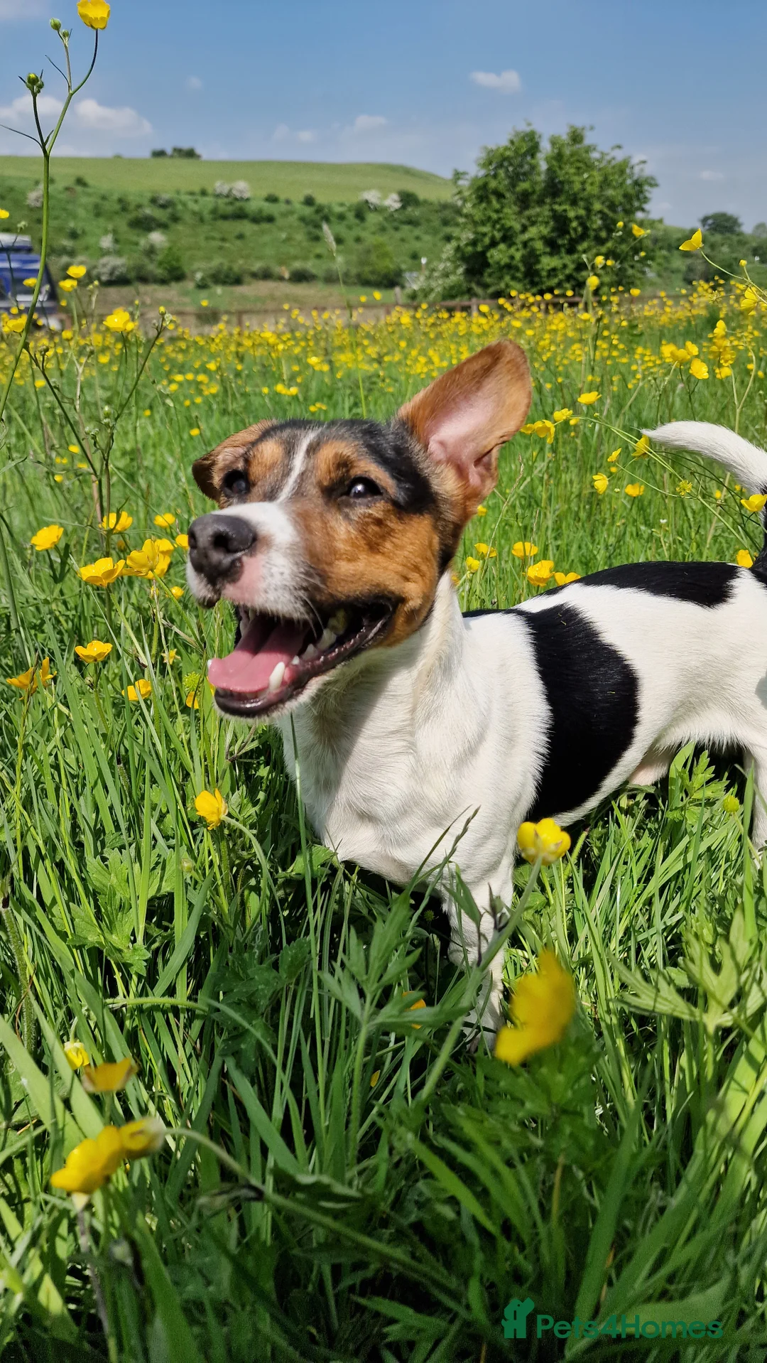 Jack Russell dogs for stud: Tri-colour Jack Russell for stud - Advert 4