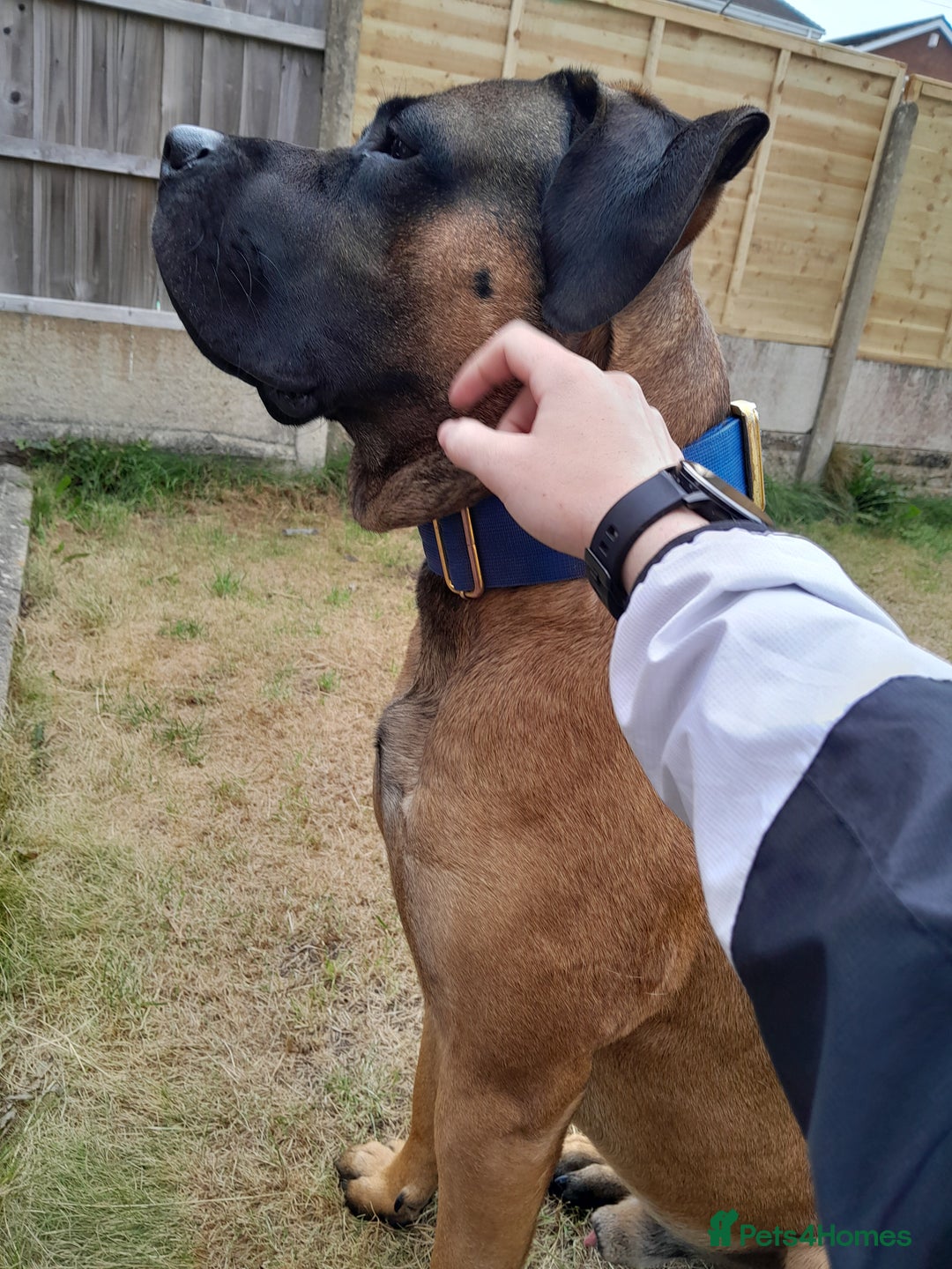 Presa Canario dogs for sale: 2 year old Presa Canario (Male) - Image 4