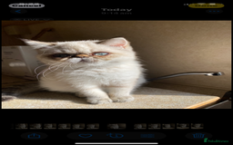 Exotic cats for sale: Outstanding Exotic Persian  - Image 24