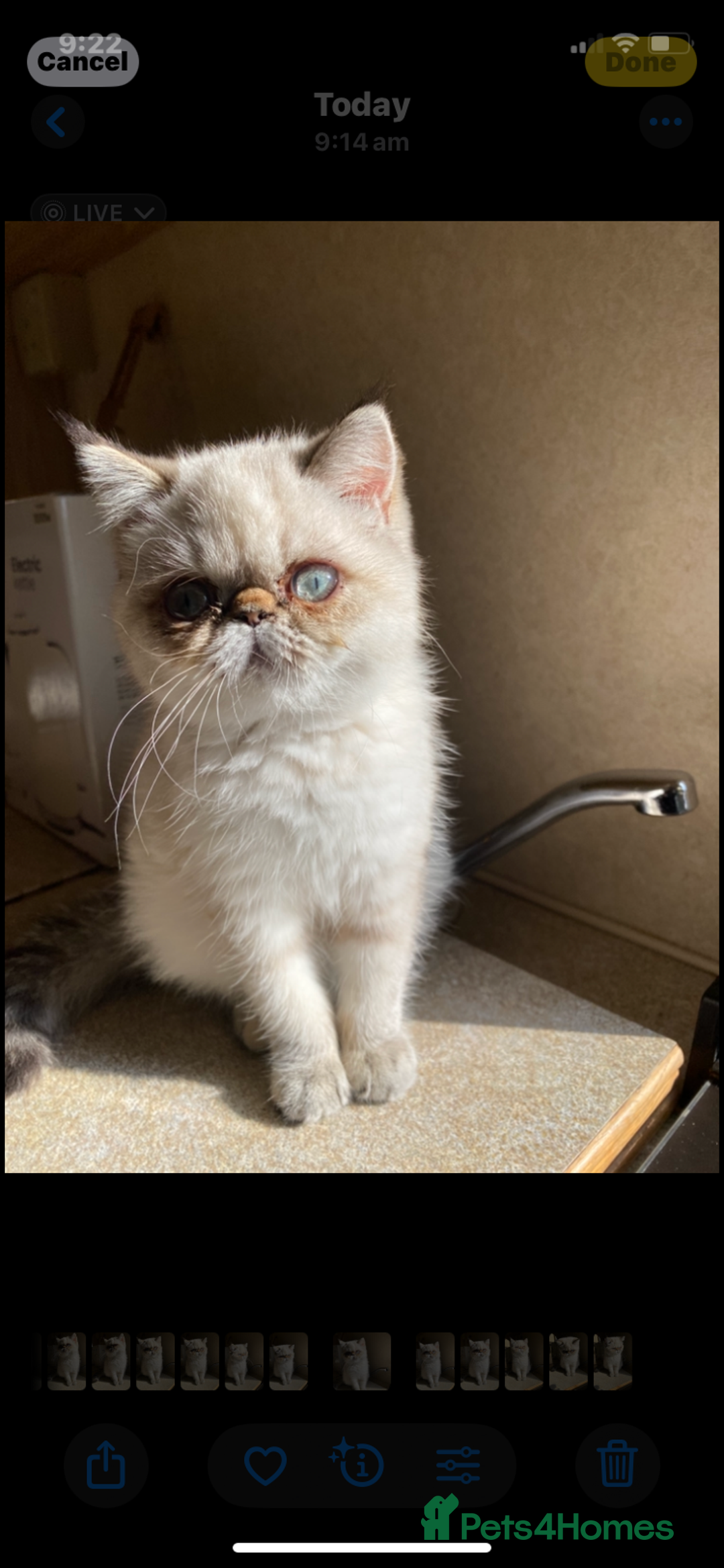 Exotic cats for sale: Outstanding Exotic Persian  - Image 24