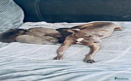 Italian Greyhound dogs for sale: Itlaian greyhound puppy's for sale - Image 8