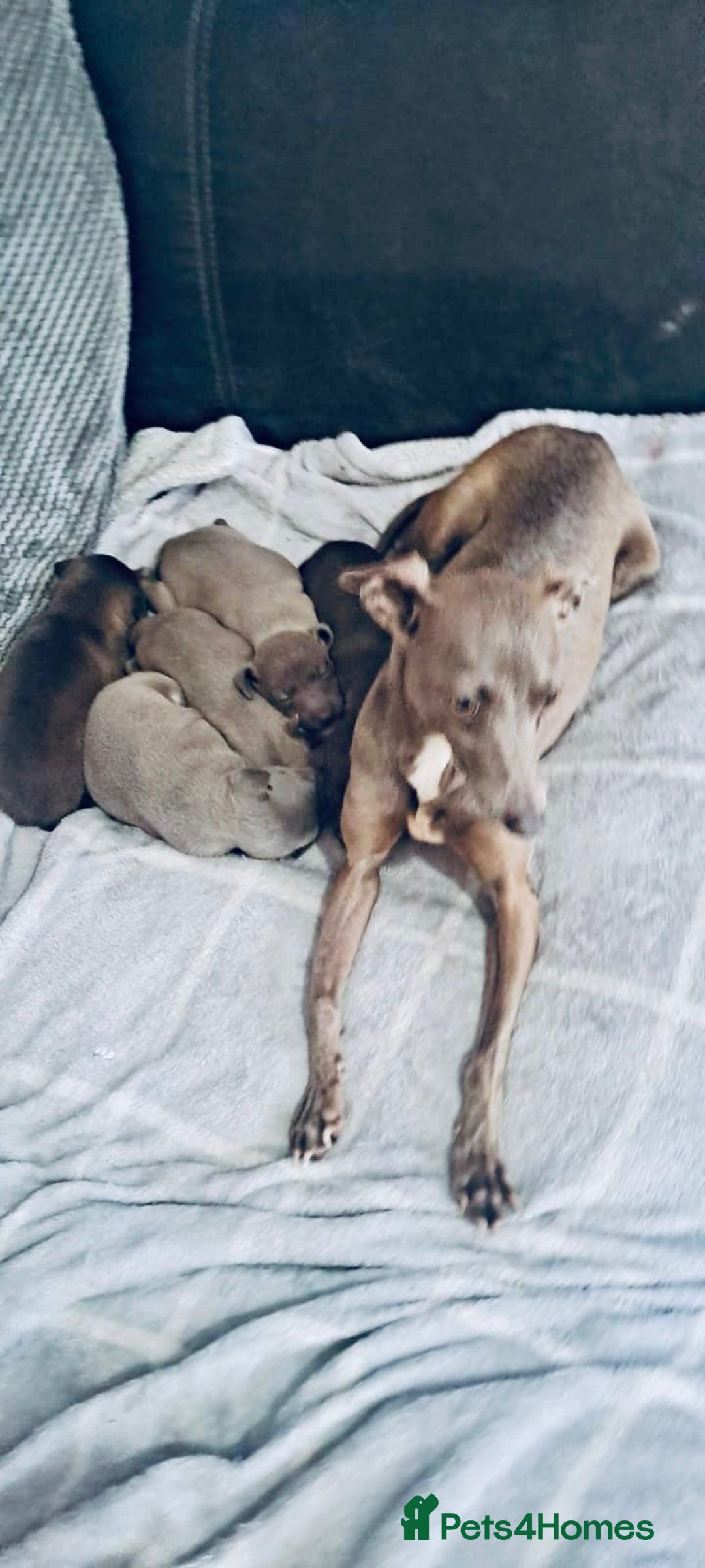 Italian Greyhound dogs for sale: Itlaian greyhound puppy's for sale - Image 8