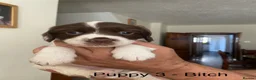 English Springer Spaniel dogs for sale: KC English Springer Spaniels in Merthyr Tydfil - Advert 6