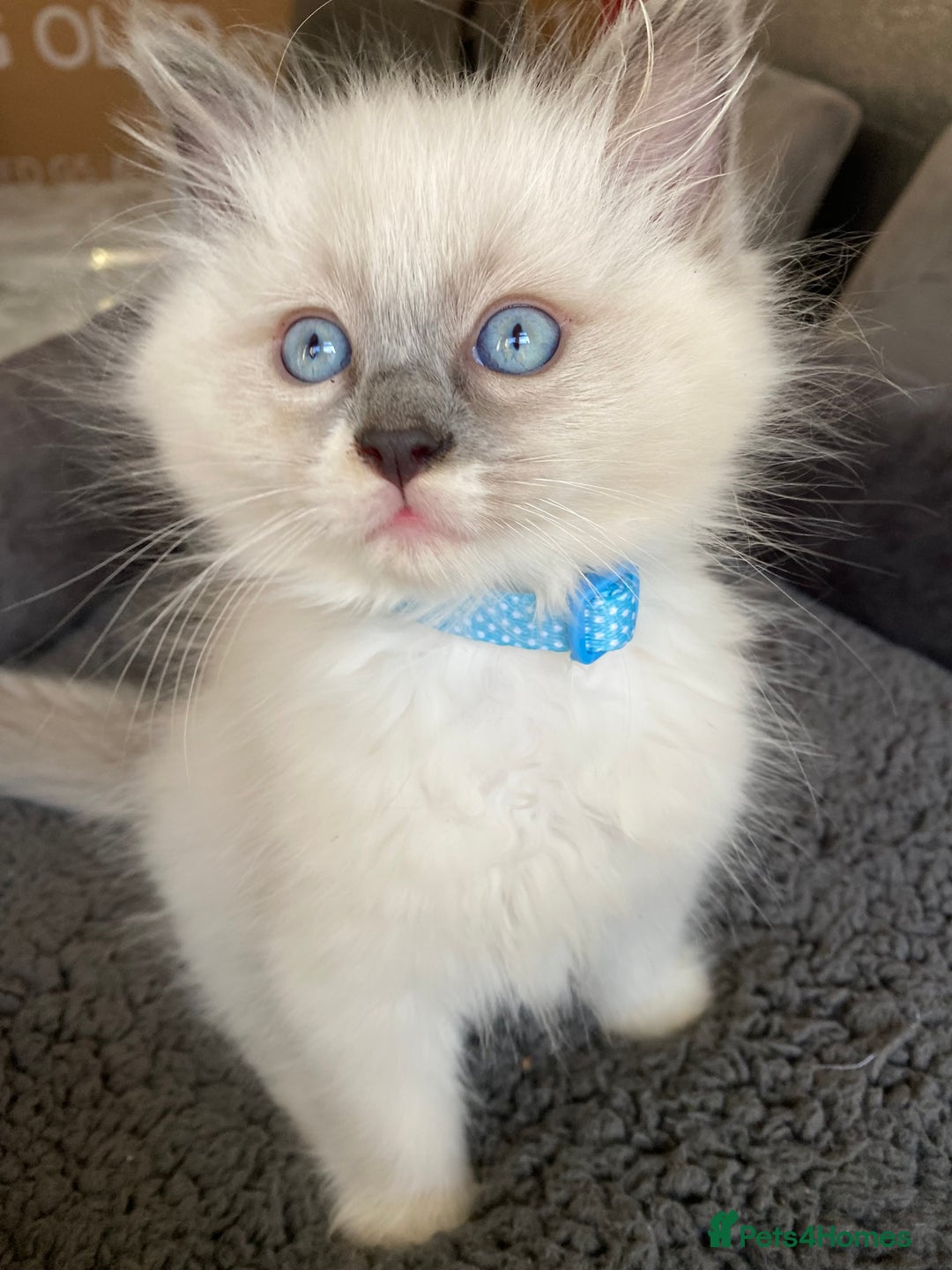 Ragdoll cats for sale: Ragdoll kittens  - Advert 10