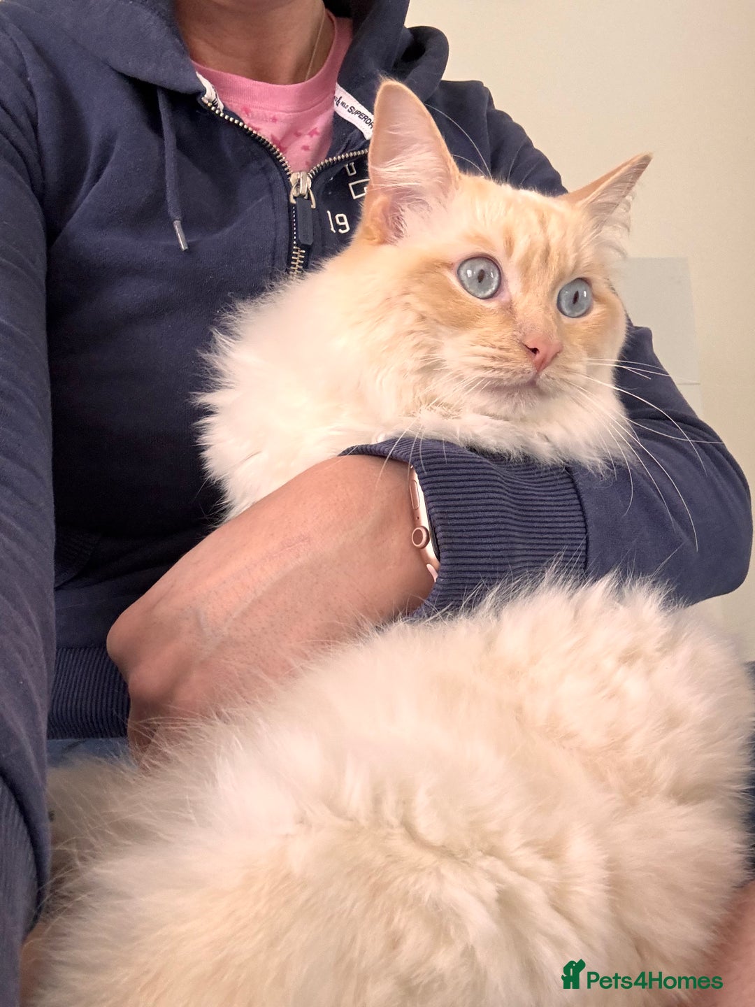 Ragdoll cats for stud: Flame Point Ragdoll Stud – Gentle & Gorgeous - Image 7