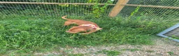 Dogue De Bordeaux dogs for sale: Bonnie  - Advert 1