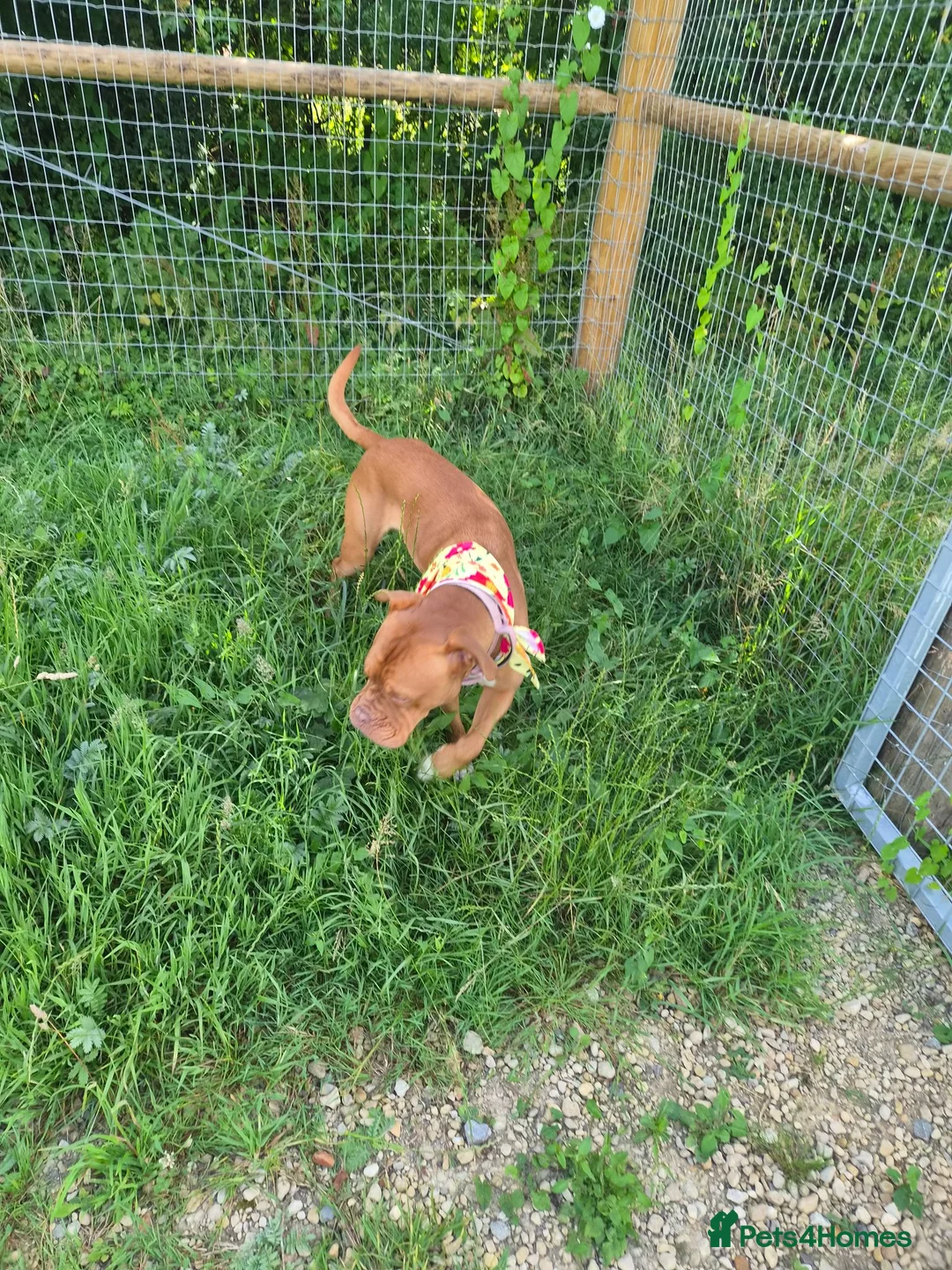Dogue De Bordeaux dogs for sale: Bonnie  - Advert 1