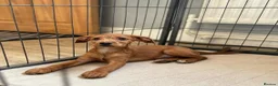 Jackapoo dogs for sale: Jackapoo Puppies Ready Now - Advert 11