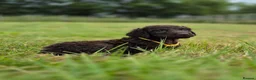 Irish Water Spaniel dogs for sale: Irish Water Spaniels  in Bishop Auckland - Advert 17