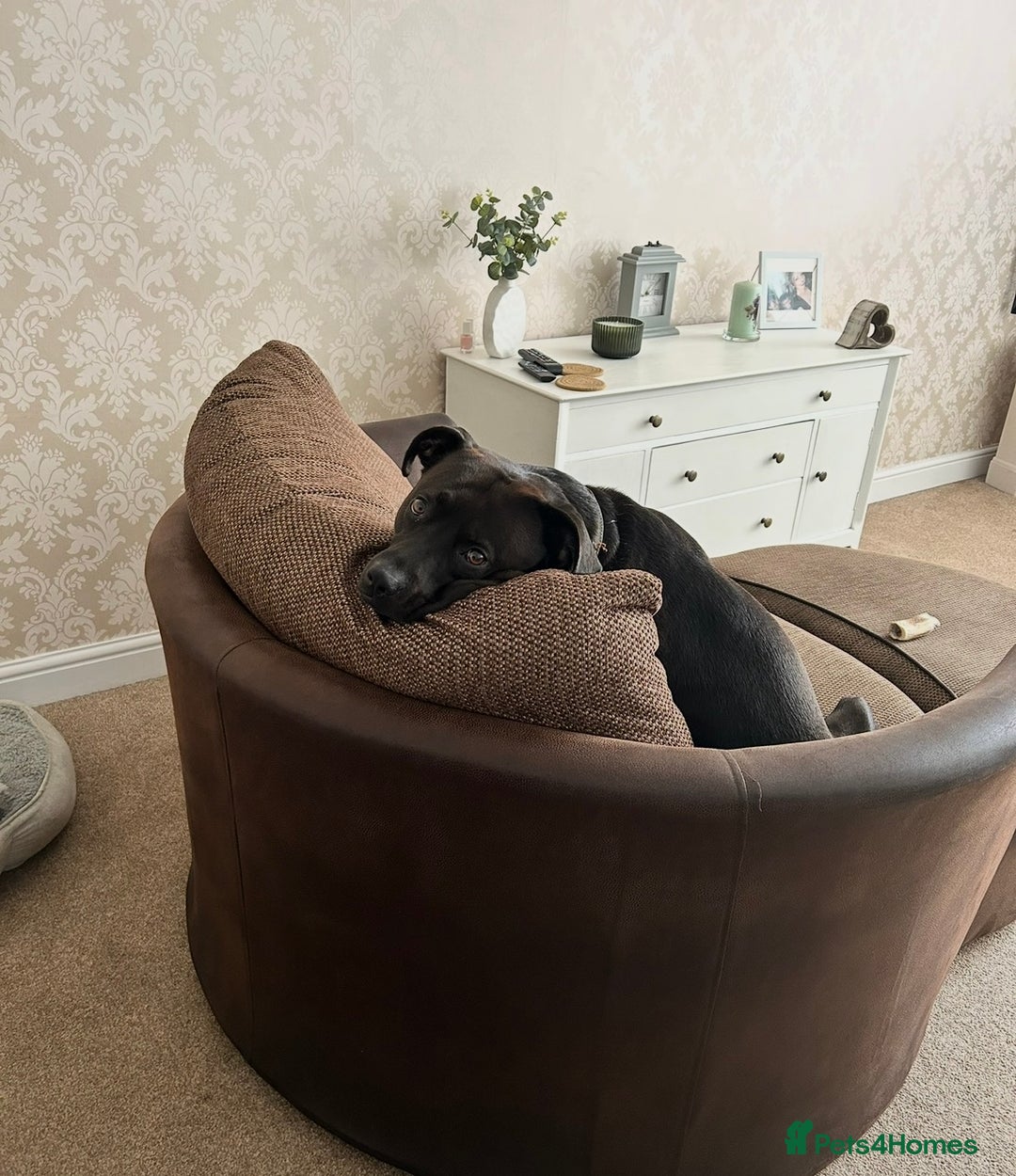 Mixed Breed dogs for sale: Dexter 6 year old staffy/lab  - Advert 2