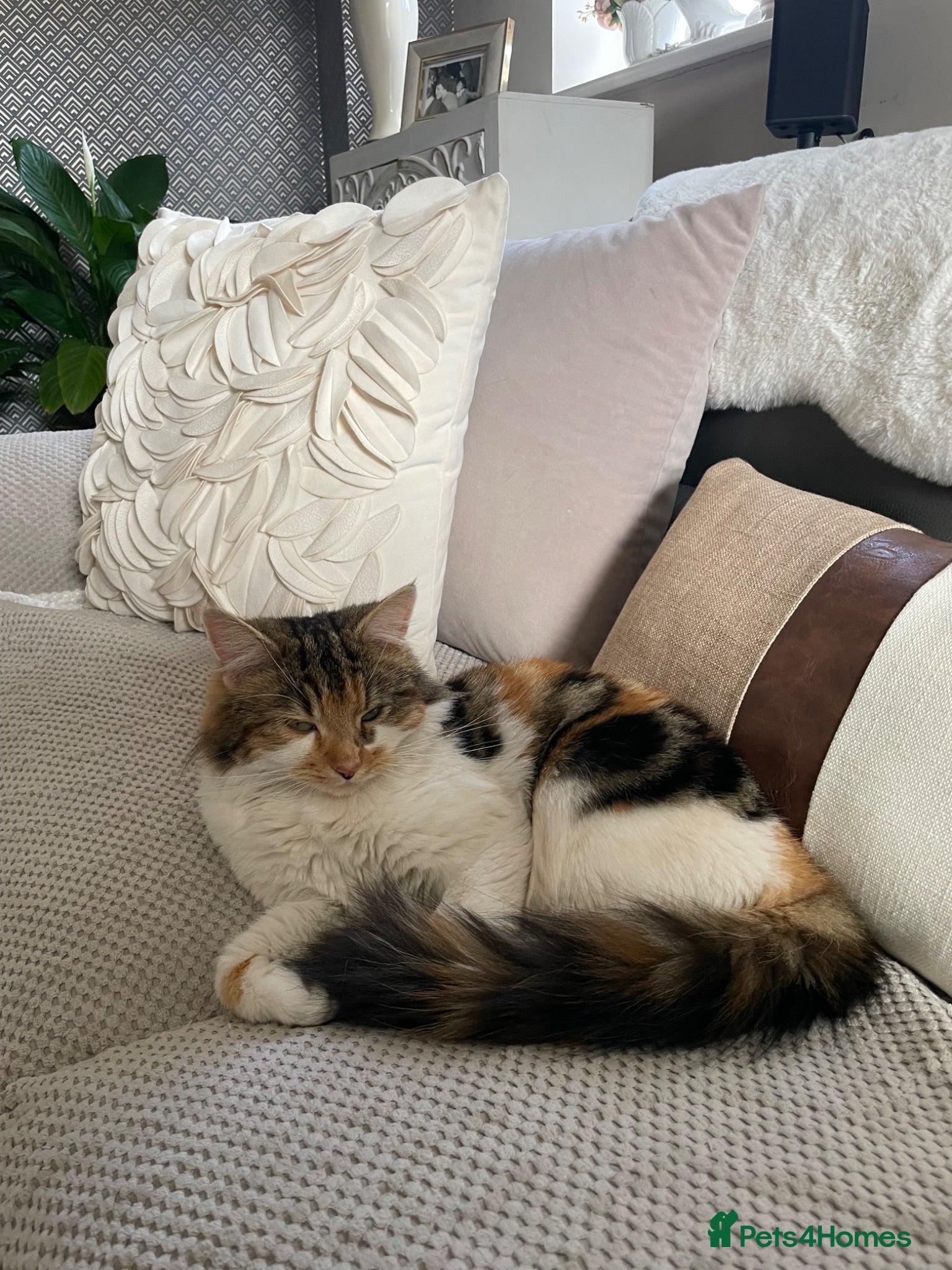 Maine Coon cats Maine coon crossed kittens for sale - Advert 1