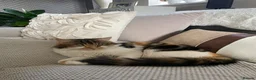 Maine Coon cats for sale: Maine coon crossed kittens for sale - Advert 1