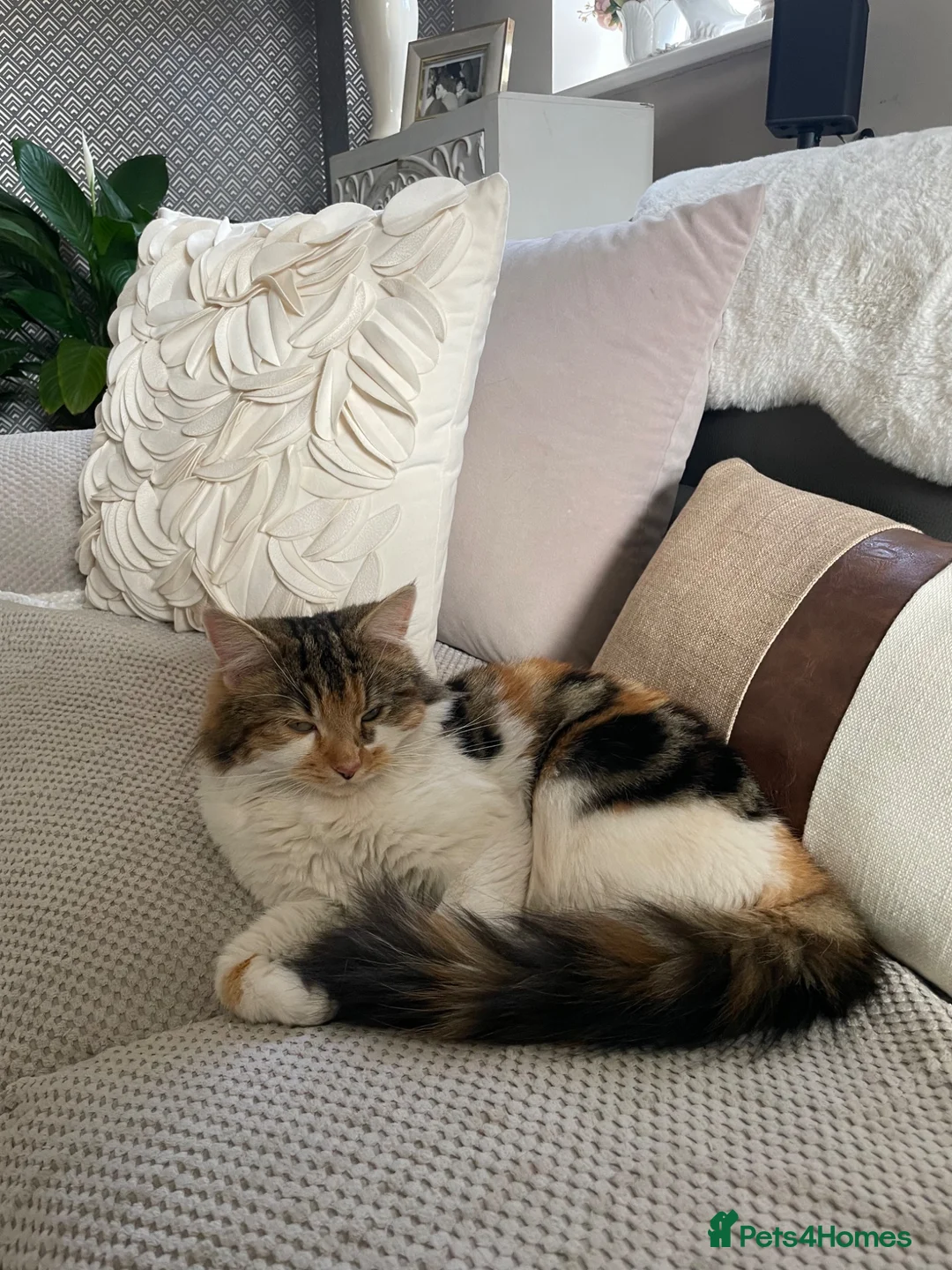 Maine Coon cats for sale: Maine coon crossed kittens for sale - Advert 1