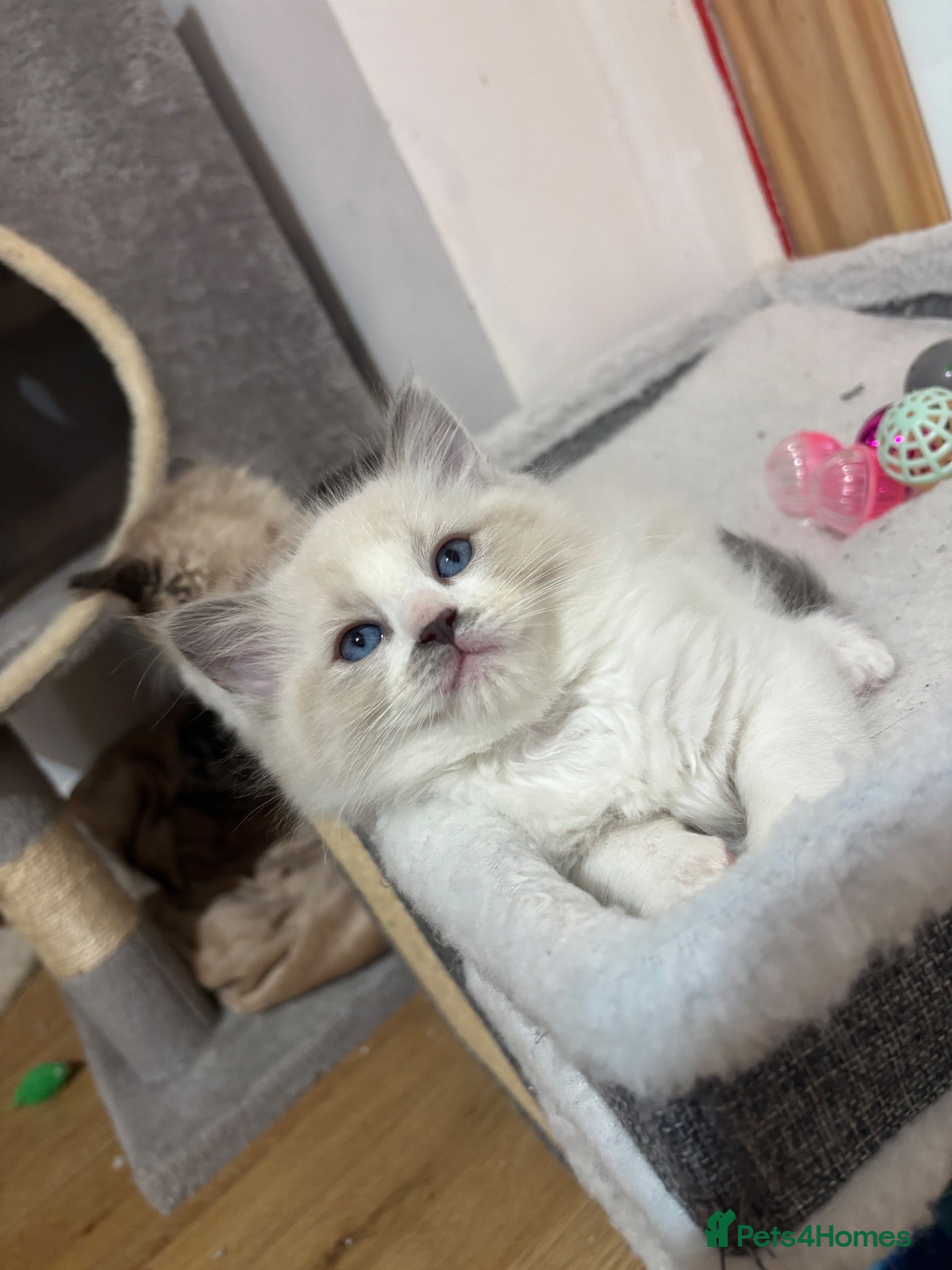 Ragdoll cats Bicolour ragdoll with a mismark - Advert 1